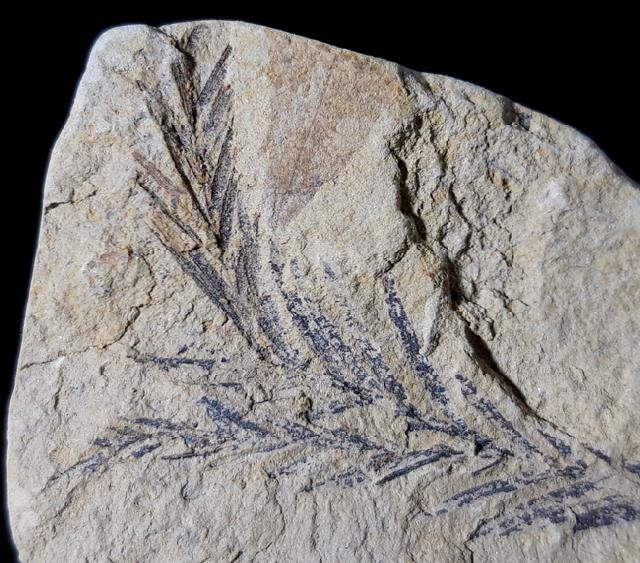 Taxodium dubium (STERNBERG 1823) - Bild © FossNet FossilienStore